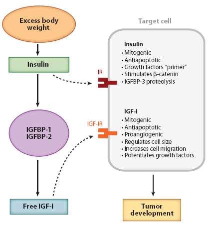 Obesidad-Insulina-IGF-1 y Cáncer Adaptado de