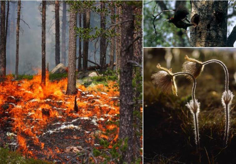 Qué le contaron a la Comisión Europea para que les diera dinero para quemar bosques?