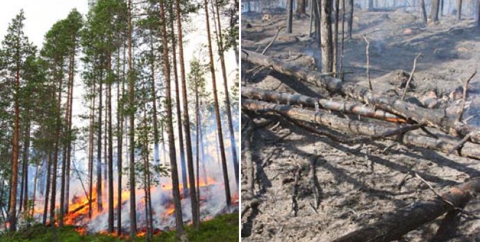 ha disminuido drásticamente Sin fuego, los bosques son más densos, con mayor presencia de picea y menor regeneración de pino silvestre y