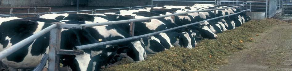 6.6 ESTRATEGIA DE GANADERÍA EXTENSIVA (Vacuno de leche y carne, ovino de leche y carne, equino) A) Objetivos específicos a alcanzar en el ámbito sectorial Fomentar el uso de sistemas