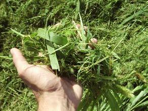 Preparación del suelo: selección de abonos verdes Cuál de las funciones del abono
