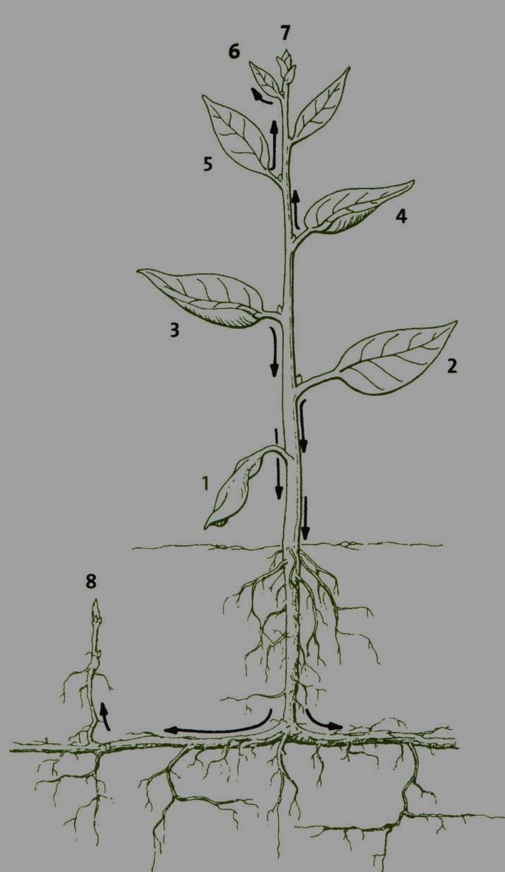 Movimiento del herbicida en la planta Dirección del transporte de herbicidas en el floema en función del sitio de absorción Lo absorbido por las hojas inferiores (2, 3) se mueve principalmente hacia