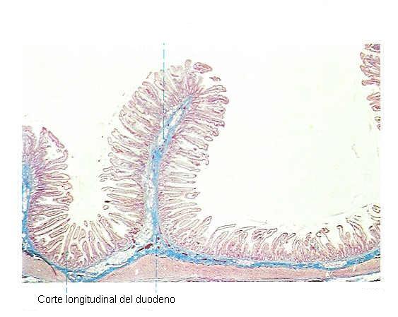 arteria aorta y la vena cava inferior, la cual describe un arco anterior.