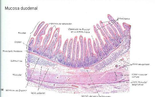 Hacia atrás las asas del intestino delgado se superponen con las estructuras las partes retroperitoneales de la pared posterior del abdomen de la pelvis.