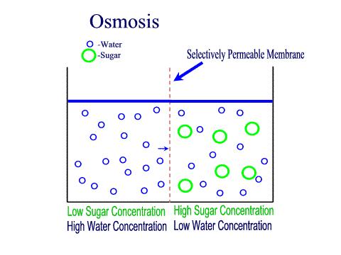 Trabajo osmótico: la energía química para la difusión de moléculas de un medio a otro.