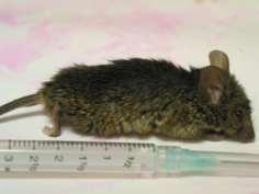 animales enfermos, portadores asintomáticos o reservorios: Rattus norvegicus, Del.