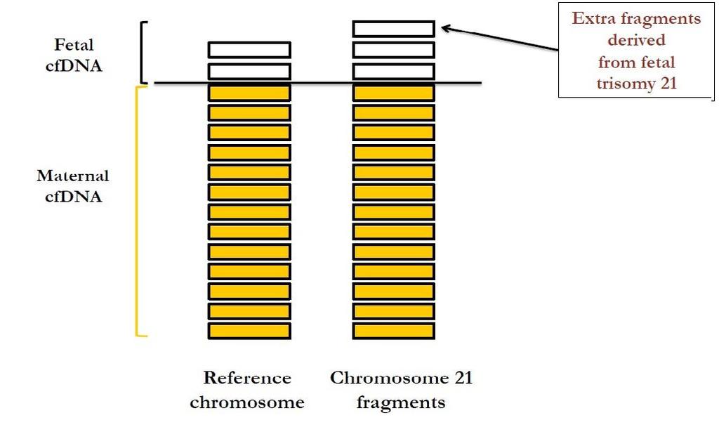 TEST DE ADN FETAL EN SANGRE MATERNA Secuenciación masiva múltiple (de todo o regiones específicas del genoma). Cuantificación de dosis relativa de cada cromosoma.