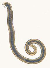 Los nematodos adultos copulan y las hembras depositan larvas recien nacidas en el