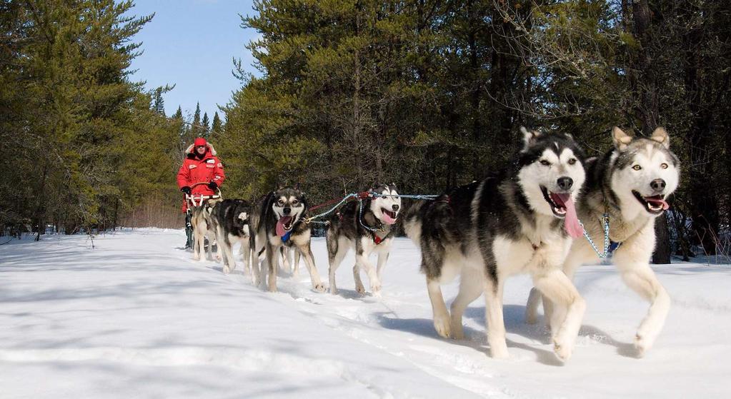 Día 6-1 de enero, Trineo de perros (opcional) Una experiencia nórdica! Conduzca su propio trineo de perros.