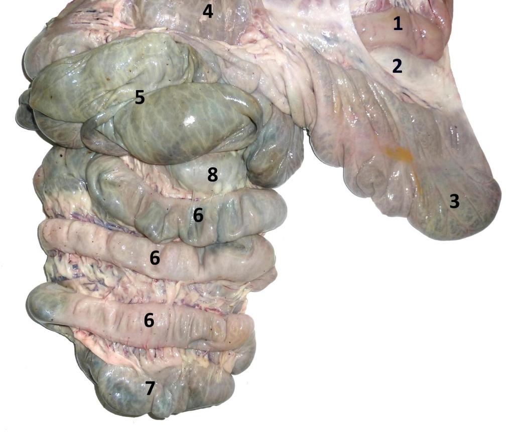 Figura 10. Colon ascendente (formando un cono de vértice ventral) y ciego del cerdo. 1 Ileon. 2 Pliegue ileocecal. 3 Vértice del ciego. 4 Base del ciego.