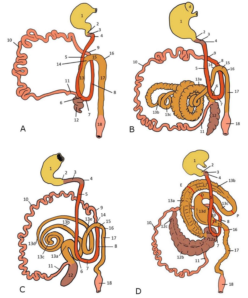 derecha, rodeando al colon ascendente (que en esta especie forma giros aplanados en forma de disco).