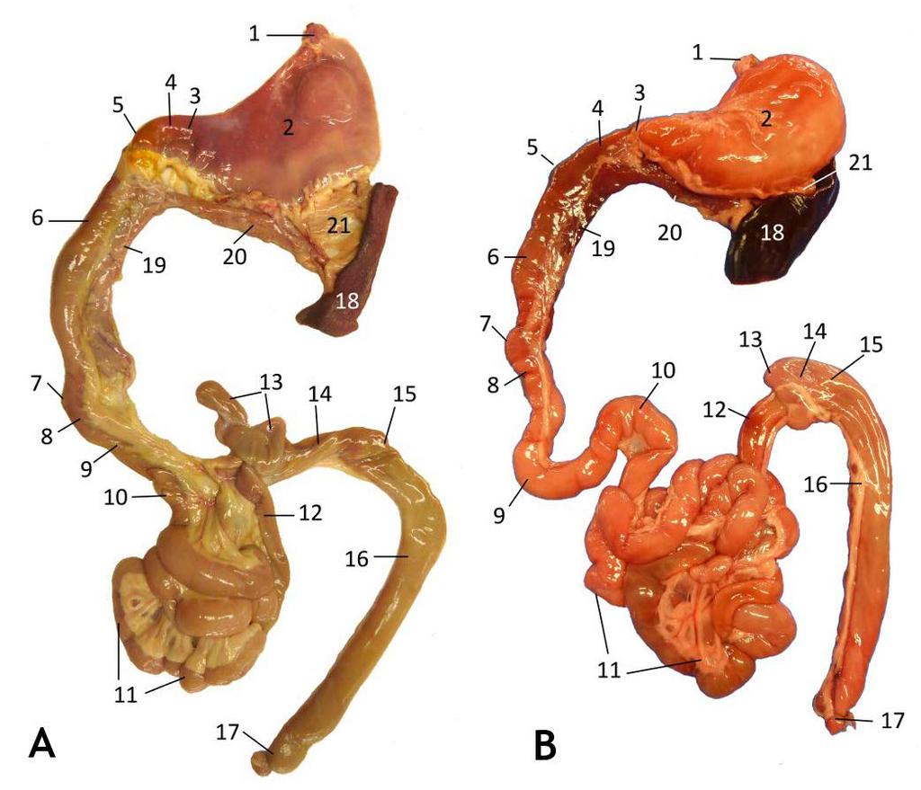 Figura 2. Partes del intestino del perro y del gato, vista ventral. A Perro. B Gato. 1 Esófago. 2 Estómago. 3 Píloro. 4 Duodeno craneal. 5 Flexura craneal del duodeno. 6 Duodeno descendente.
