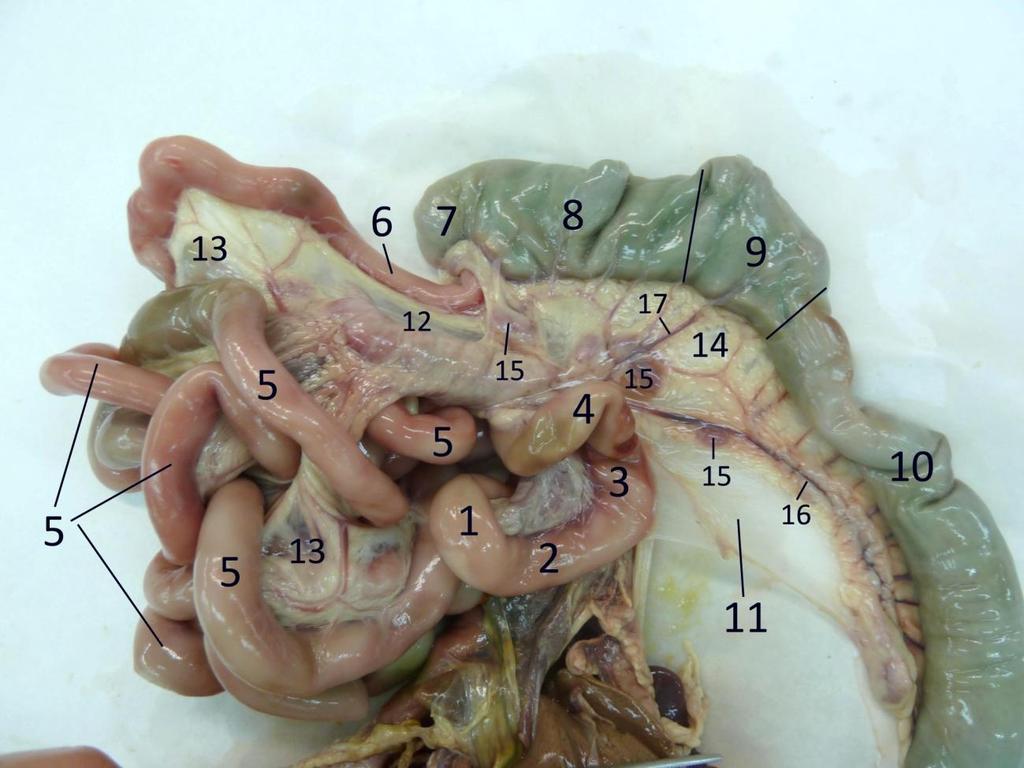 Ileon Parte terminal, corta, que conecta con el intestino grueso (Figs. 1, 2; 5 A y 6). Está sujeto por el mesoíleon y unido al ciego por el pliegue ileocecal (Figs. 7 y 8).
