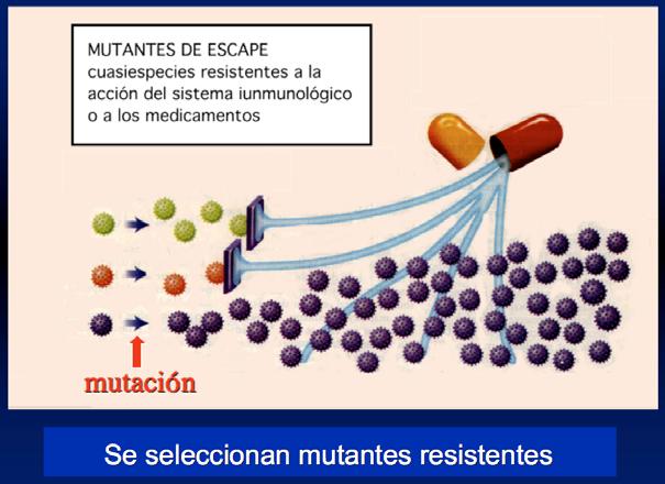 Virus mutantes resistentes Los virus se multiplican muy rápidor Al replicar el ácido nucleico (ADN o ARN) se producen errores de transcripción n y se generan