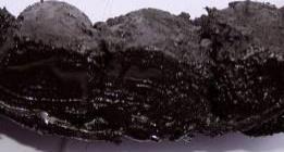 Las Chumaceras se lubrican cada 15 días, sin embargo antes de los 15 días la grasa toma una apariencia negra y abrasiva (carbonización), lo que provoca la falla de los cojinetes, al ya no tener