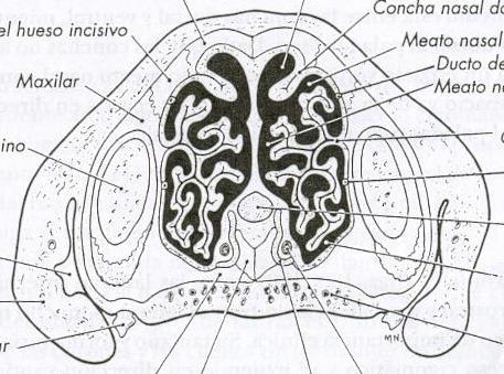 Concha nasal dorsal Concha