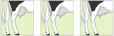 11. Inserción Anterior de la Ubre Punto de Ref.: La fuerza de inserción de la ubre anterior a la pared abdominal de la vaca. No es un verdadero rasgo lineal.