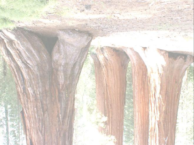 Actuaciones sobre Árboles de Interés Social Se han llevado a cabo actuaciones sobre 2 ejemplares de los reflejados en el Libro Árboles singulares de Zaragoza. Quercus ilex del Parque Bruil.