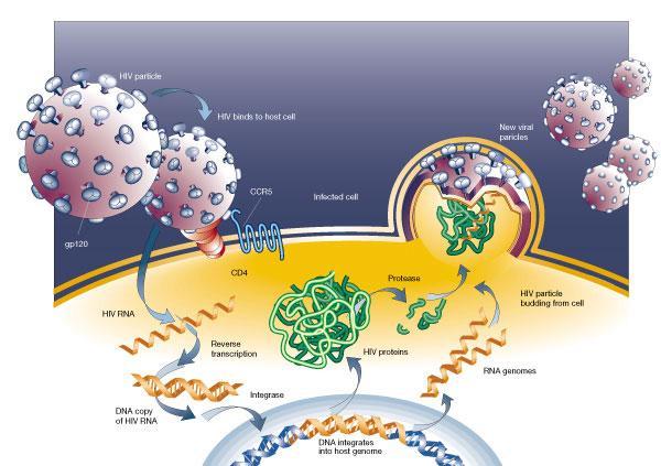 Ciclo Vital del VIH Rápida replicación 10 billones de viriones diarios Alta tasa de