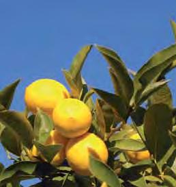 Cítricos Las producciones de naranja, mandarina, limón, lima y pomelo, se pueden asegurar a través de los siguientes seguros: SEGUROS COMBINADOS Póliza Multicultivo de Cítricos, cubre los daños
