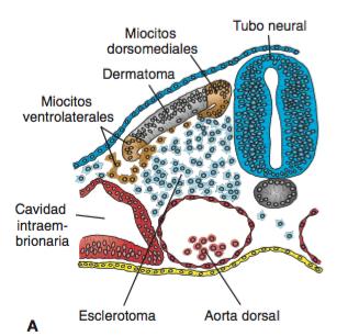 Embriología Las vértebras se originan en las partes de esclerotoma de los somitas que provienen del mesodermo paraxial Durante la 4ta semana, las