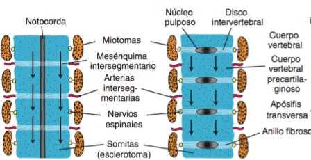 Embriología Proceso de Resegmentación Ocurre cuando la mitad caudal de cada esclerotoma se incorpora y se fusiona con la mitad cefálica de los subyacentes.