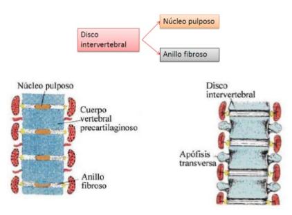 Embriología La notocorda se retrae en la región de los cuerpos vertebrales, pero persiste en la región del disco intervertebral à formación del núcleo pulposo El núcleo pulposo que quedará rodeado