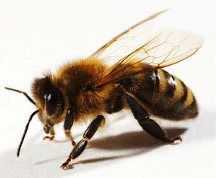 EJERCICIOS PRÁCTICOS Después de colorear la abeja de la ficha adjunta, recórtala para crear