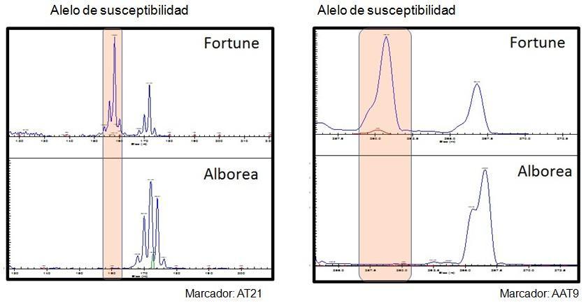 Análisis genético de la susceptibilidad a Alternaria con marcadores moleculares A partir de investigaciones básicas en la genética de la