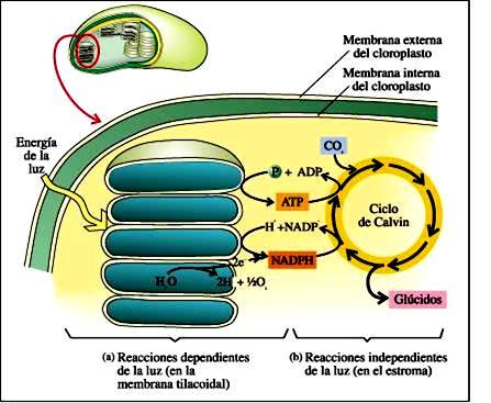 Fase Oscura (Ciclo de Calvin). Ocurre en el estroma del cloroplasto, no es fotodependiente, sin embargo, necesita de los productos de la fase clara.