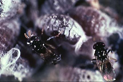 Control biológico de pulgón lanígero Parásito específico: avispa Aphelinus mali Pasa el