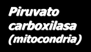 carboxilasa (mitocondria)
