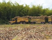 El enfoque de los proyectos en caña de azúcar se fundamenta en la agricultura específica por sitio (aeps), definida como el arte de realizar las prácticas agronómicas requeridas por una especie