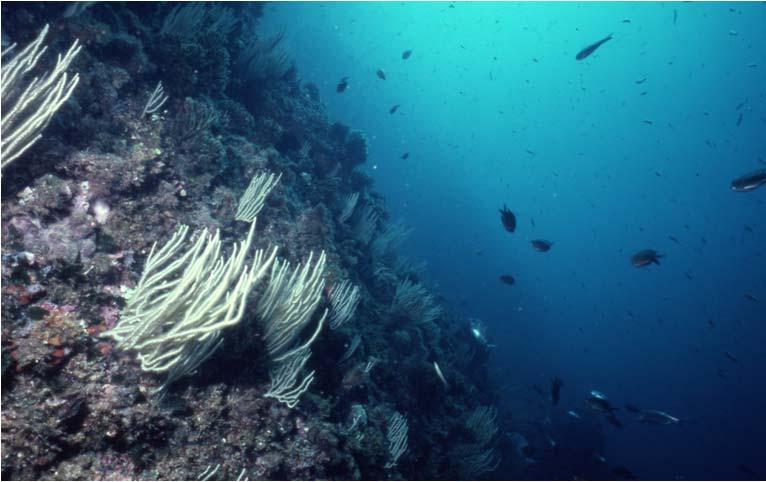 Fotografía 8. Fondo rocoso con presencia de la gorgonia Eunicella singularis. Fuente: CSIC. Destacar que esta zona presenta poblaciones de diferentes especies de cetáceos, tortugas marinas.