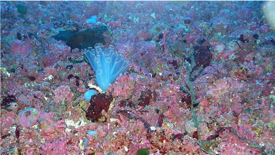 Las campañas oceanográficas han permitido estudiar los fondos marinos, las especies pelágicas y las aves marinas en las diez áreas seleccionadas, confirmando sus valores ecológicos y obteniendo la