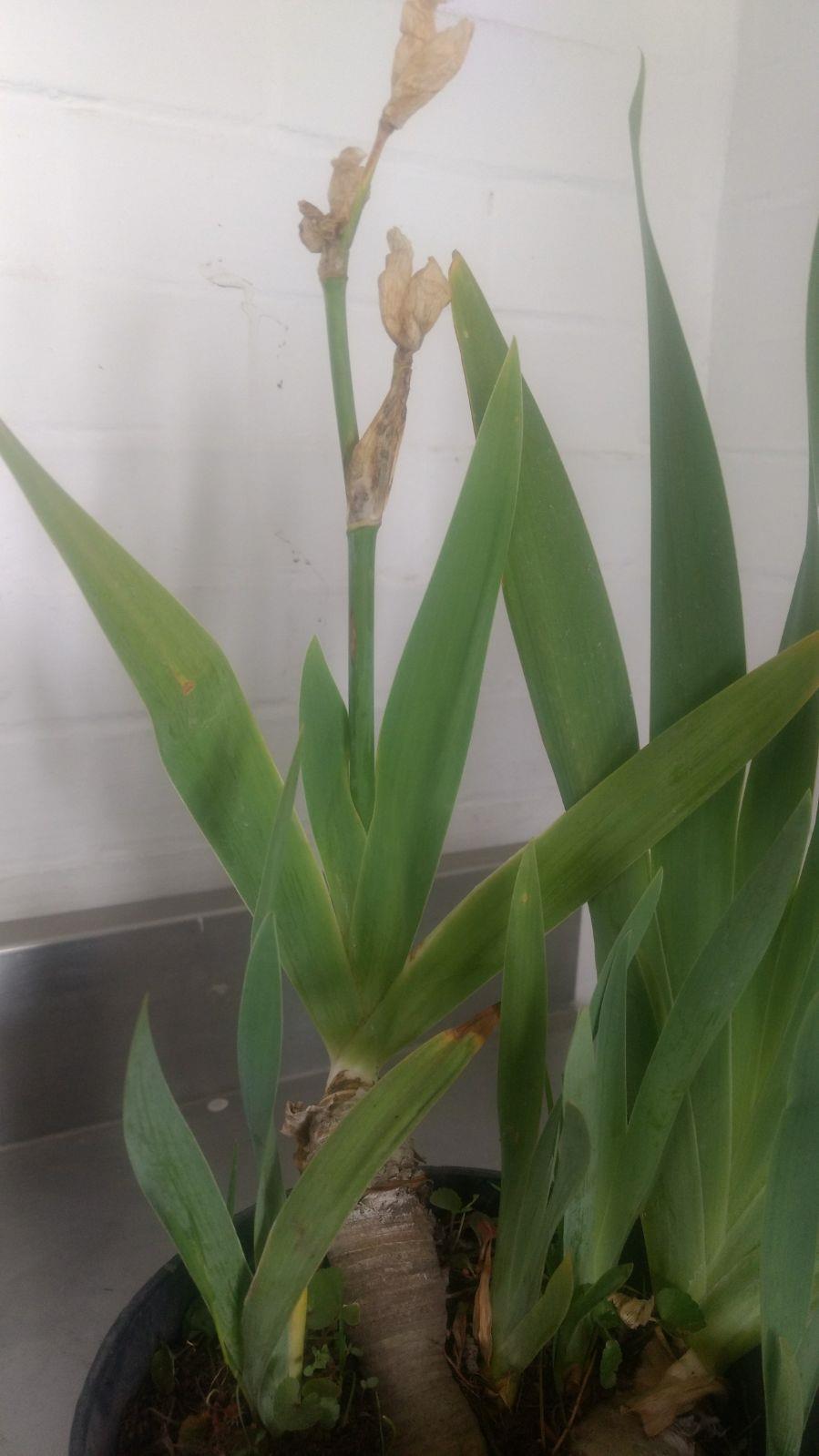 Descripción de Iris germanica Escapo floral