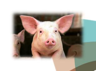 01 Fangos y purines en agricultura DEYECCIONES GANADERAS El sector porcino en España es el sector más importante de nuestra ganadería. Representa el 34.2% de la producción ganadera.