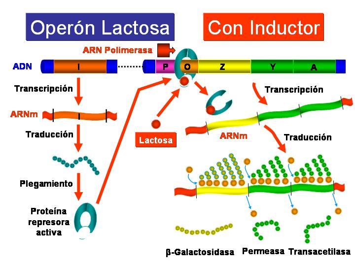 En presencia de lactosa: Ésta se une a la proteína reguladora que cambia su conformación y se suelta de la