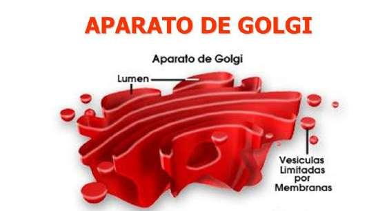 EL APARATO DE GOLGI es el responsable de la secreción celular (producción y
