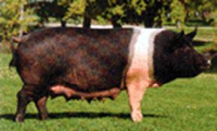 cerdo con poca grasa (carne magra); es por esto que las razas que más han tenido aceptación entre los porcicultores son las que poseen cabeza, cuerpo y miembros largos en su complexión; tomando