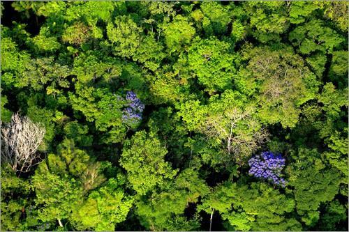 En resumen : Para la conservación de ecosistemas boscosos a largo plazo, necesitamos diseñar