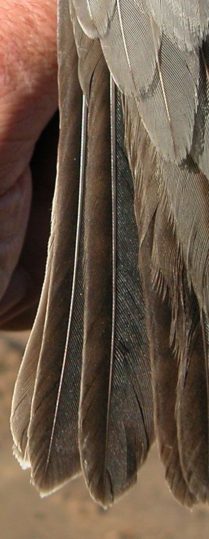 Adultos con las plumas del ala de la misma generación; plumas de la cola redondeadas en la punta. Determinación de la edad.