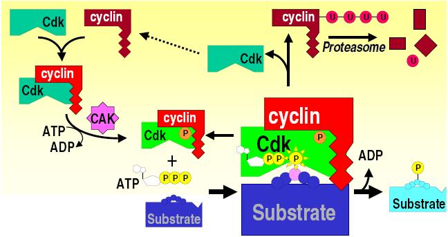 Son las unidades catalíticas de los complejos ciclina-cdk Los complejos son activados por fosforilación con