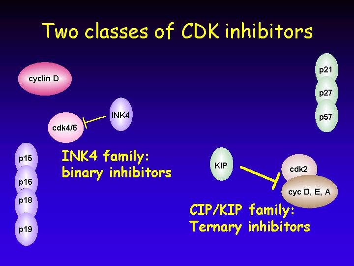 Dos clases de INHIBIDORES de Ciclinas (CKI): CIP y INK4 CIPs (Proteínas inhibitorias de Cdk), reaccionan con los complejos Cdk1, 2, 4