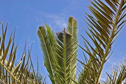 Daños en palmas Phoenix dactylifera (Palmera datilera) En el caso de esta palmera se deberá revisar la parte inferior y el tronco de la palmera, además de los hijuelos de la misma.
