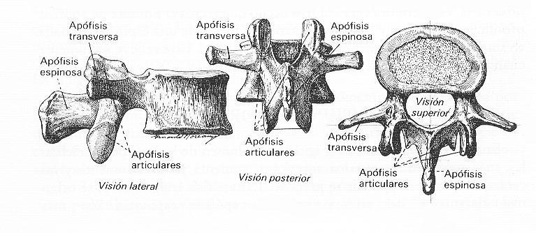 En este punto vienen a engastarse las costillas, El cuello de estas viene a articularse con el extremo de la apófisis transversal.