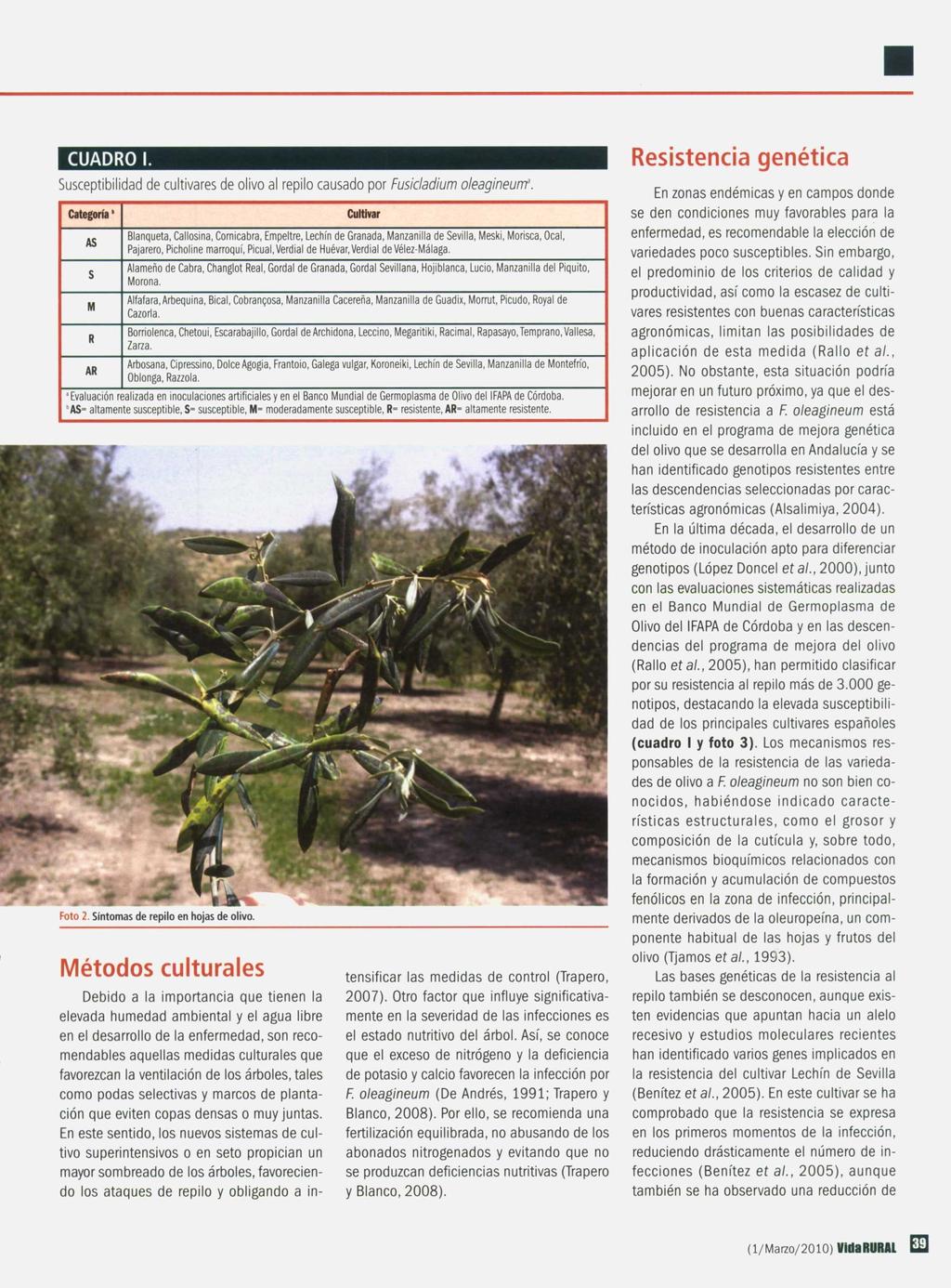 CUADRO 1. Susceptibilidad de cultivares de olivo al repilo causado por Fusicladium oleagineunr.