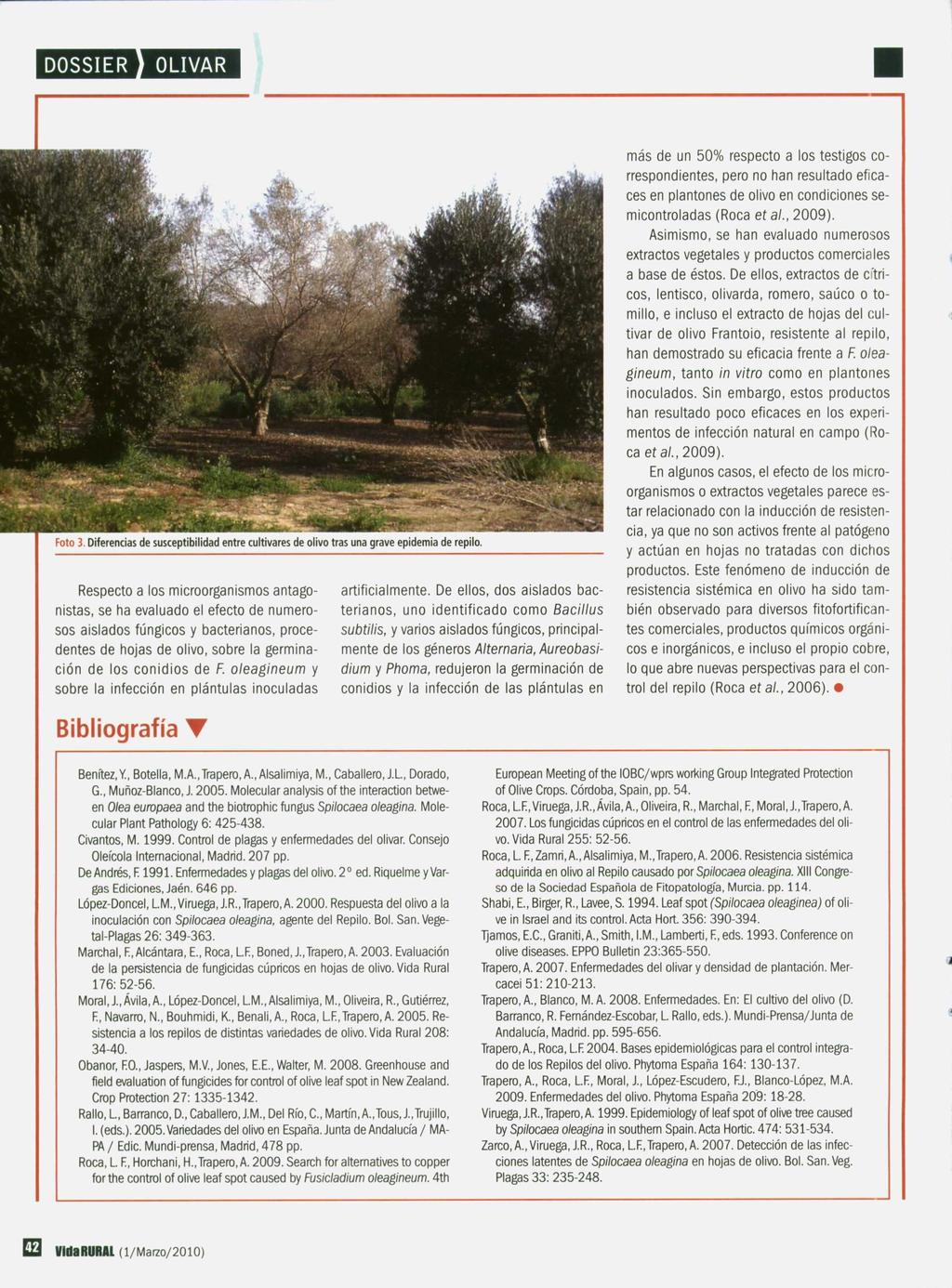 Foto 3. Diferencias de susceptibilidad entre cultivares de olivo tras una grave epidemia de repilo.