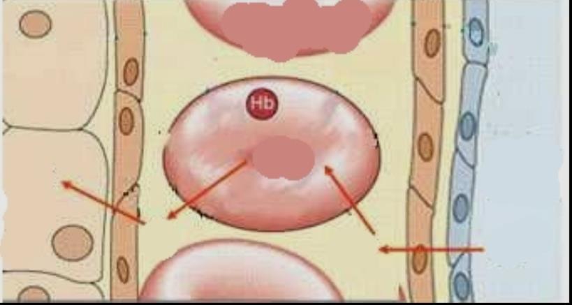 Alveolos pulmonares Fosas nasales 12. Relaciona cada vía respiratoria con su propiedad 1. Tráquea Penetra en los pulmones 2. Bronquio Comunica con el oído medio 3. Laringe Parecen racimos de uva 4.