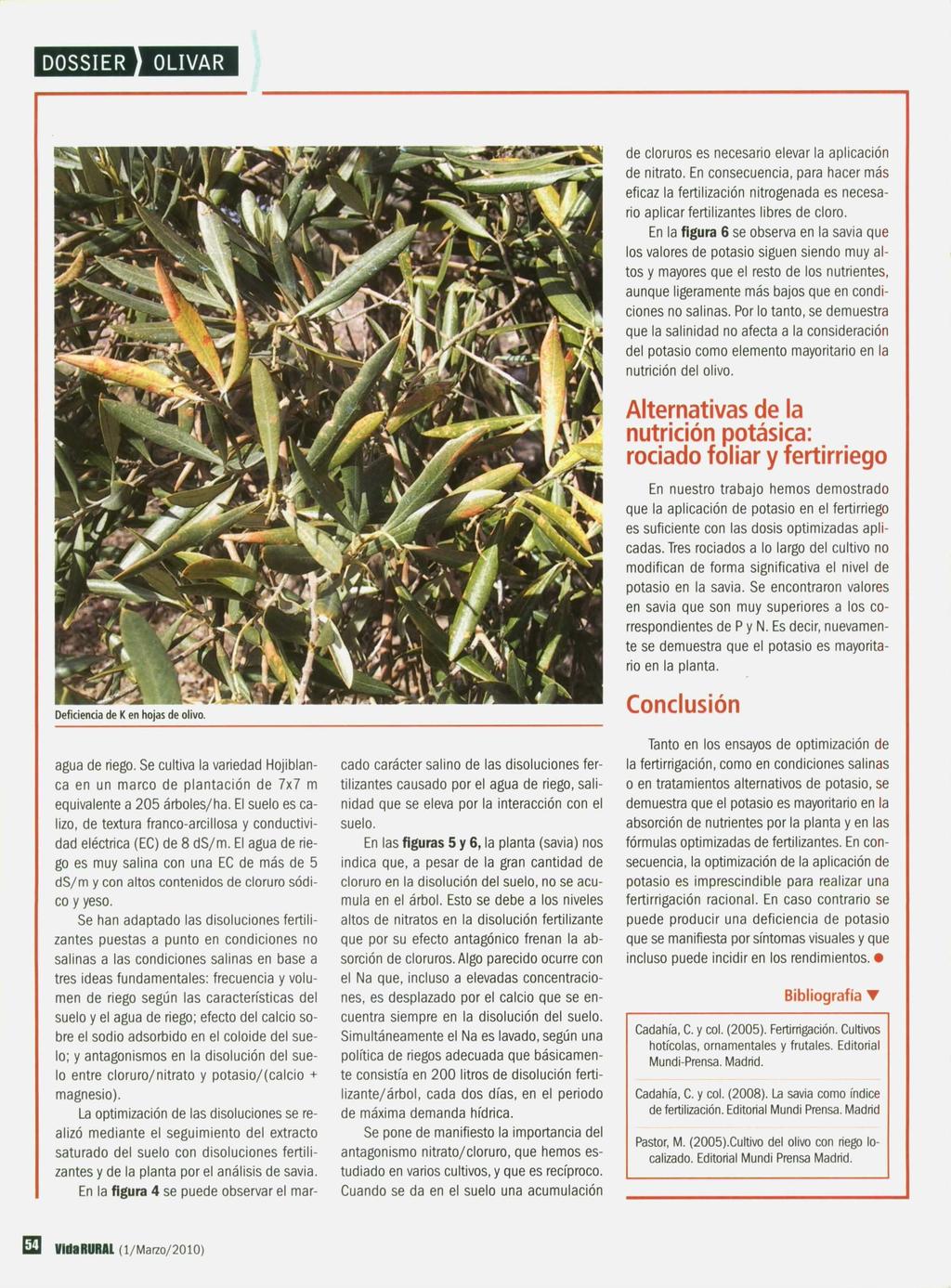 Deficiencia de K en hojas de olivo. agua de riego. Se cultiva la variedad Hojiblanca en un marco de plantación de 7x7 m equivalente a 05 árboles/ha.